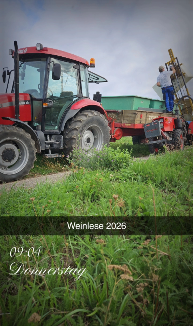 Weinlese 2026: Einblick in die Ernte Roter Traktor und Anhänger bei der Weinlese im Weinberg.