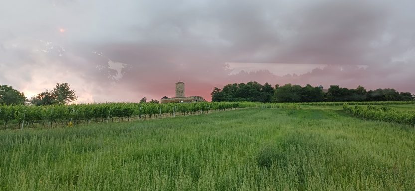 Weites Feld mit hohen Pflanzen, im Hintergrund ein Turm und bewölkter Himmel bei Sonnenuntergang.